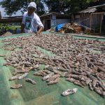 permintaan-ekspor-teripang-1bbv9-dom