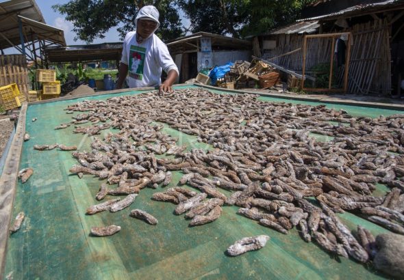 permintaan-ekspor-teripang-1bbv9-dom