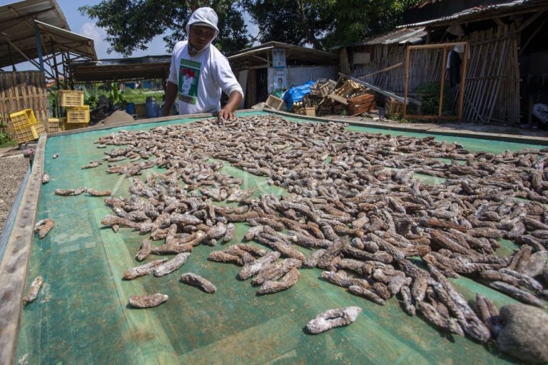 permintaan-ekspor-teripang-1bbv9-dom